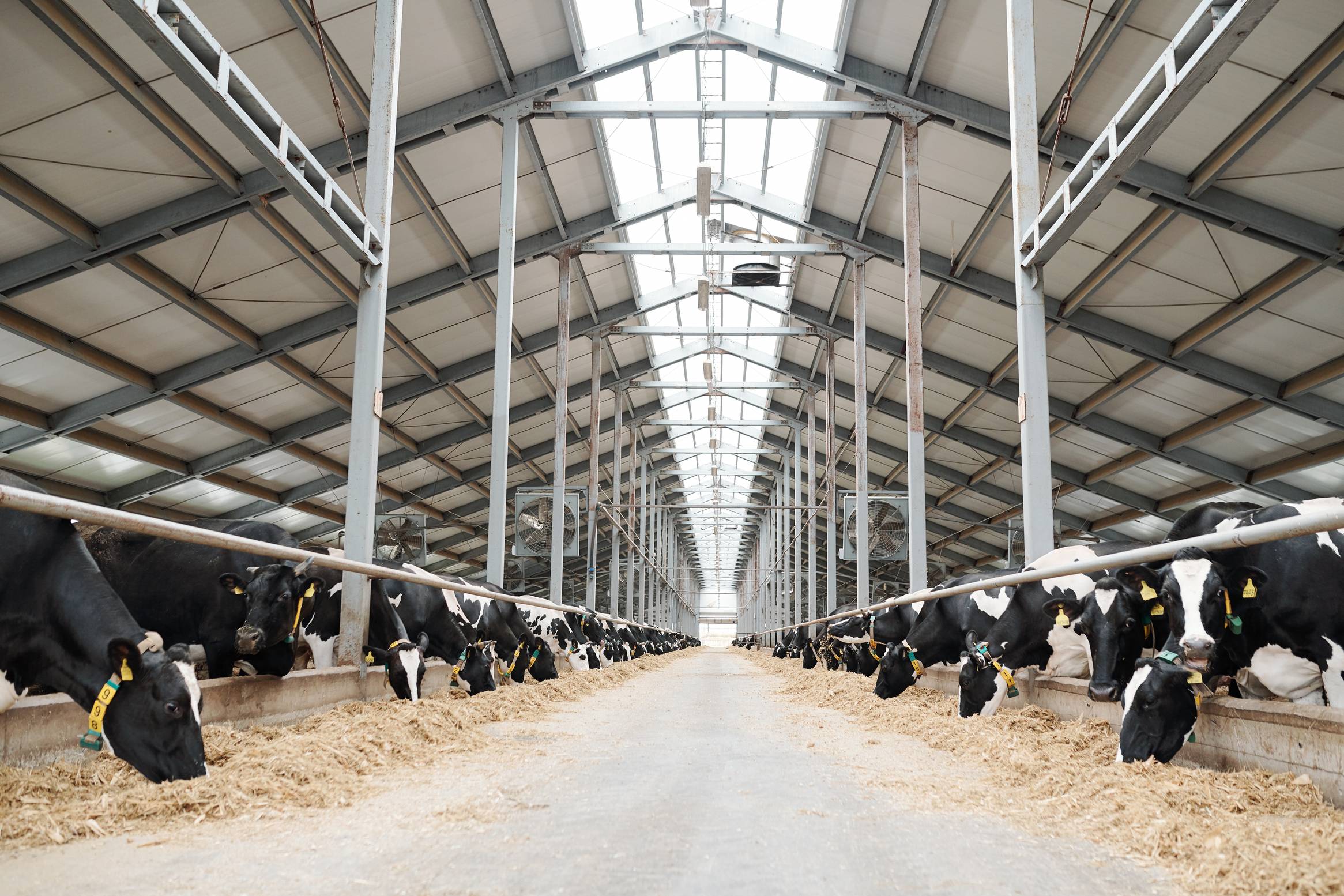 Intensive farming air quality and odour monitoring